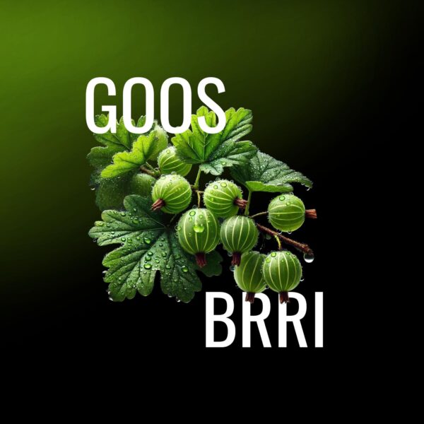 GOOS.jpg