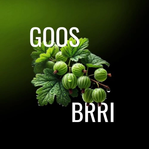 Must H GOOS BRRI 25g Shisha Tabak Stachelbeere Geschmack