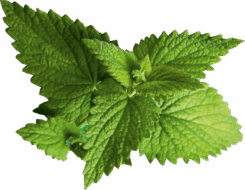 2_MINT - GREEN FLASH-01.png