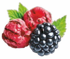 295_TOASTED BERRY - T-BER-01.png