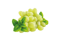 Untitled-GRAPE MINT-01.png