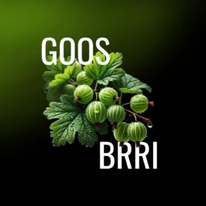 GOOS.jpg